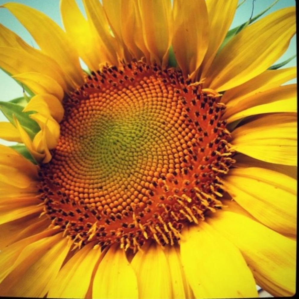 Meet your Posher, Ann